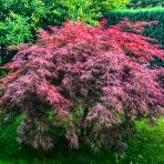 Javor dlaňolistý (Acer palmatum) ´GARNET´ - výška 130-150 cm, kont. C65L 